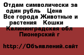 Отдам символически за один рубль › Цена ­ 1 - Все города Животные и растения » Кошки   . Калининградская обл.,Пионерский г.